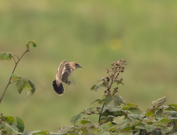 Siberian Stonechat