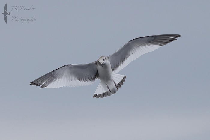 Sabine's Gull