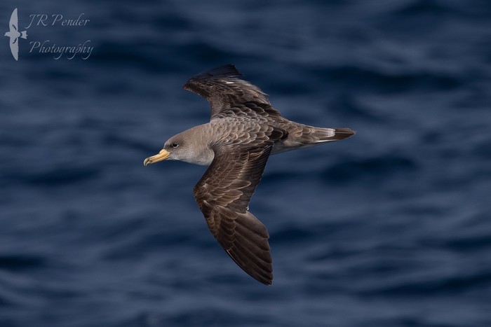 Cory's Shearwater
