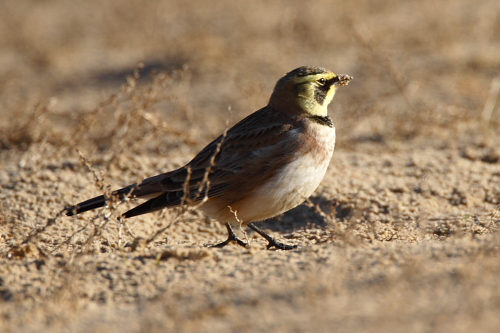 Shorelark