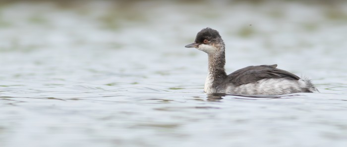 Black-necked Grebe