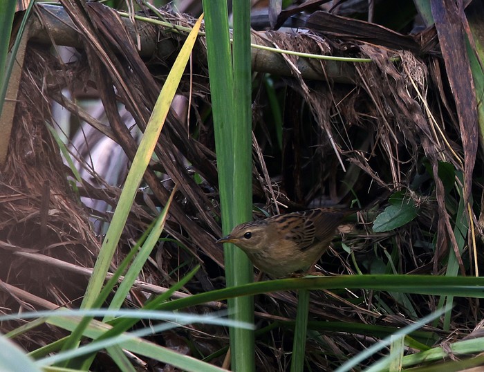 Pallas's Grasshopper Warbler