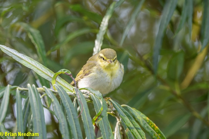 Wood Warbler