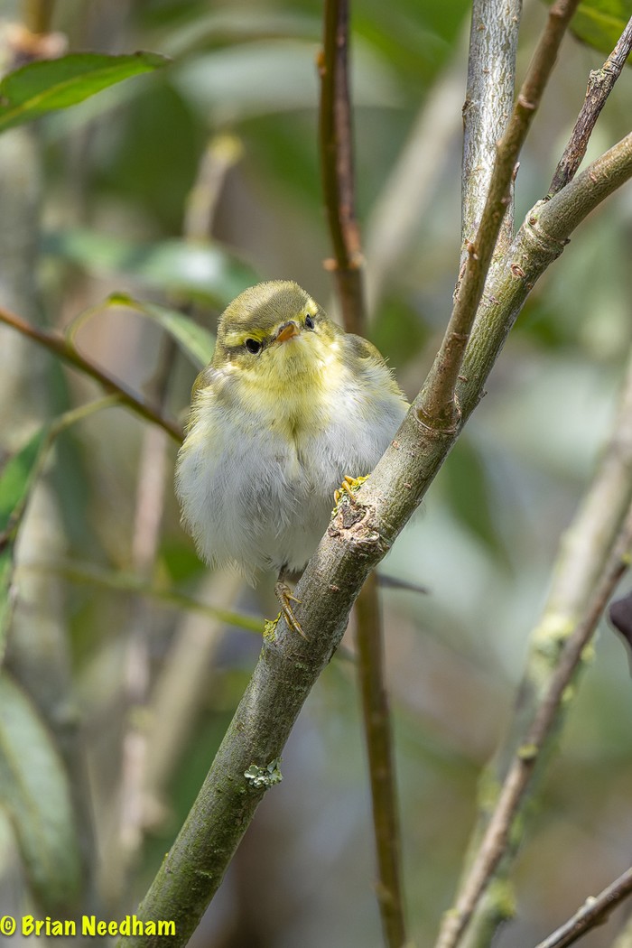 Wood Warbler