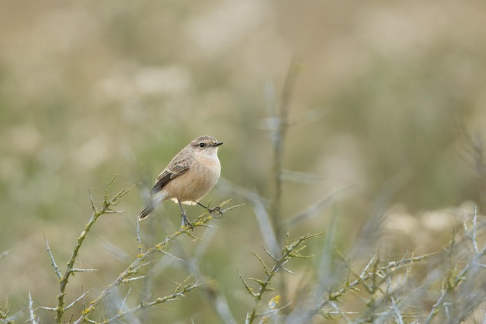 Siberian Stonechat