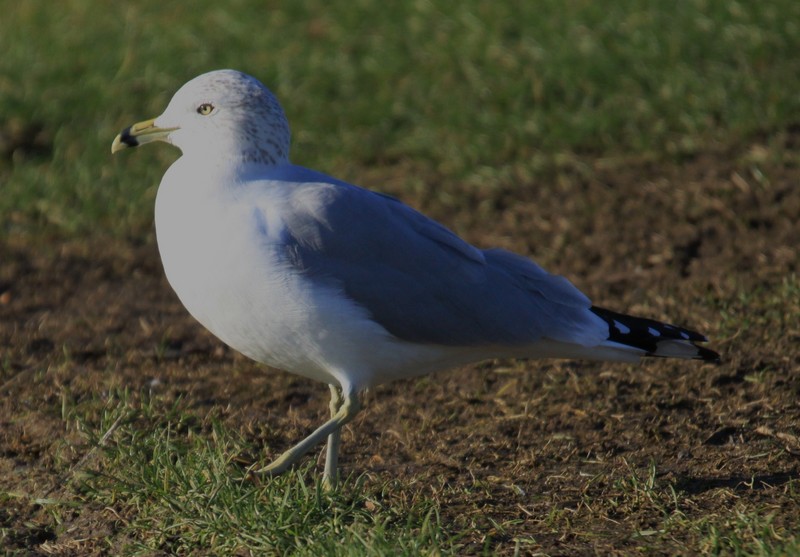 Ring-billed Gull