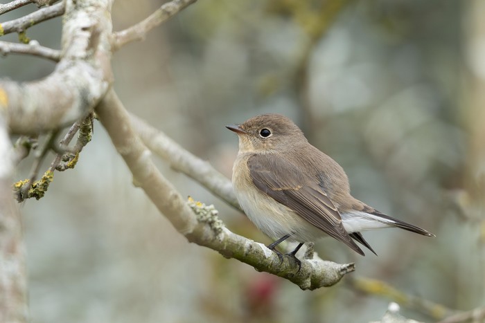 Red-breasted Flycatcher