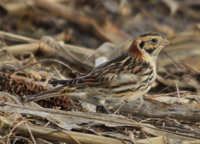 Lapland Bunting