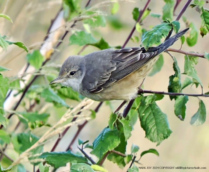 Barred Warbler