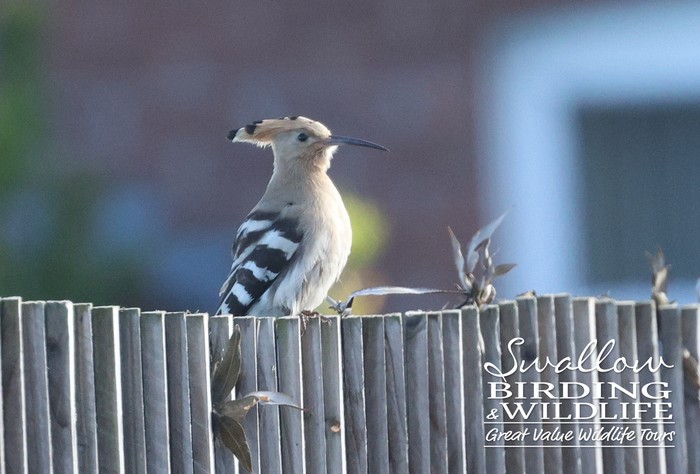 Hoopoe