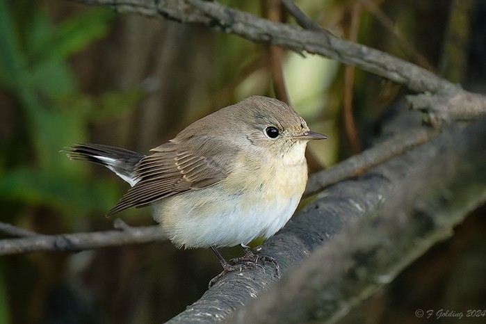 Red-breasted Flycatcher