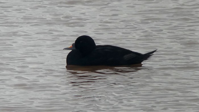 Common Scoter
