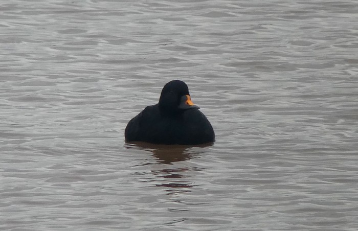Common Scoter