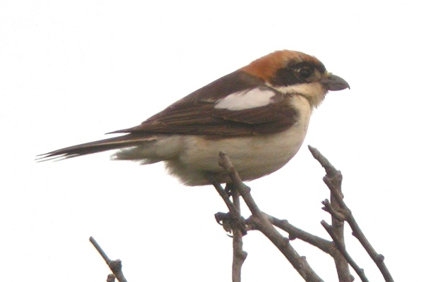 Balearic Woodchat Shrike