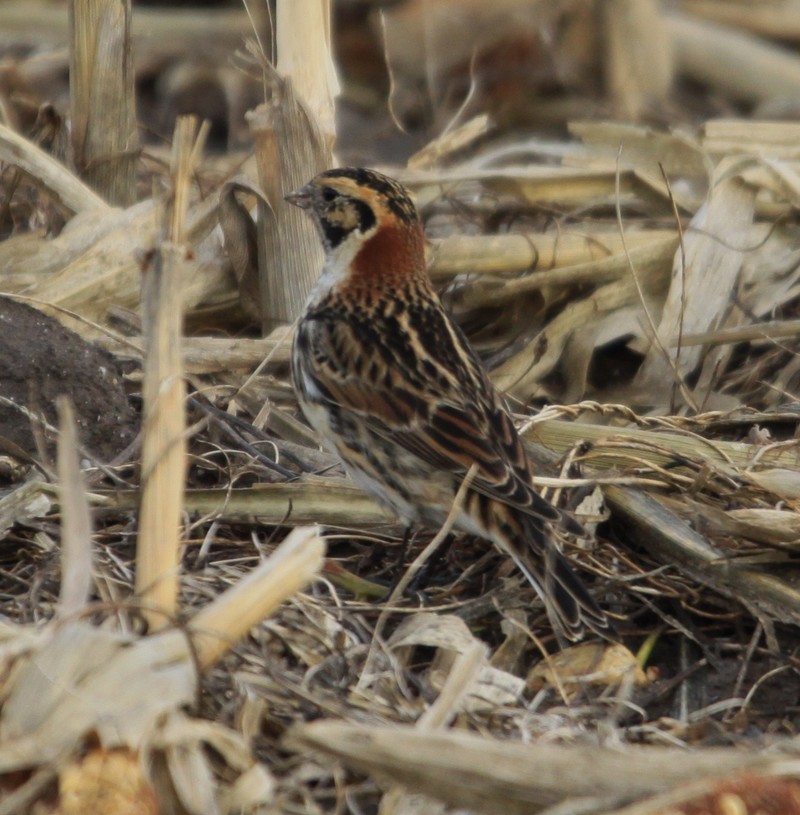 Lapland Bunting