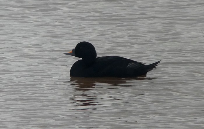 Common Scoter