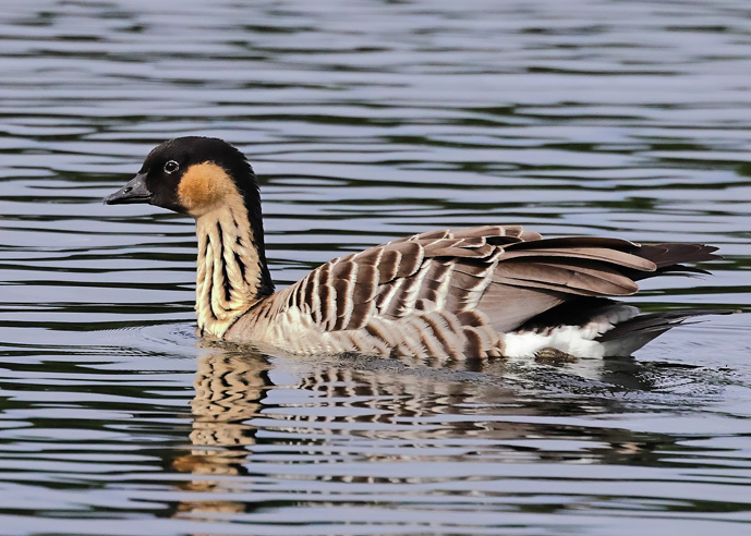 Hawaiian Goose