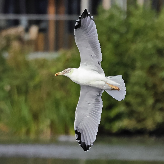 Yellow-legged Gull