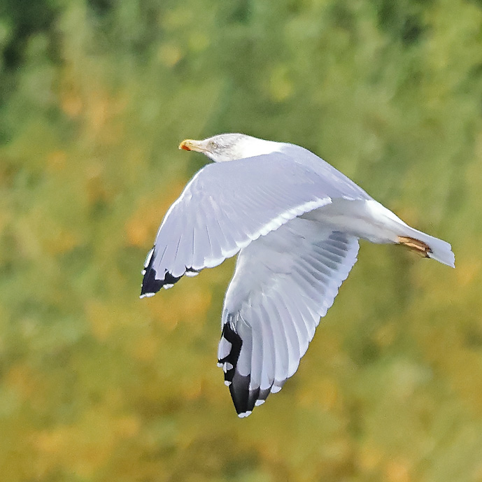 Yellow-legged Gull