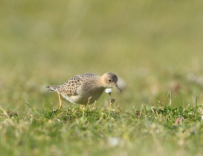 Buff-breasted Sandpiper