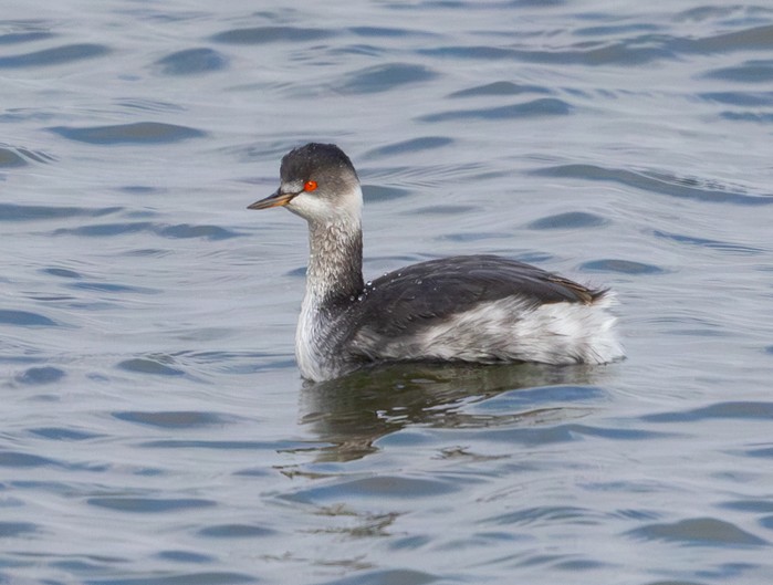 Black-necked Grebe