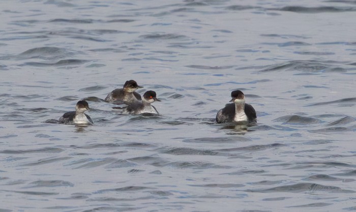 Black-necked Grebe