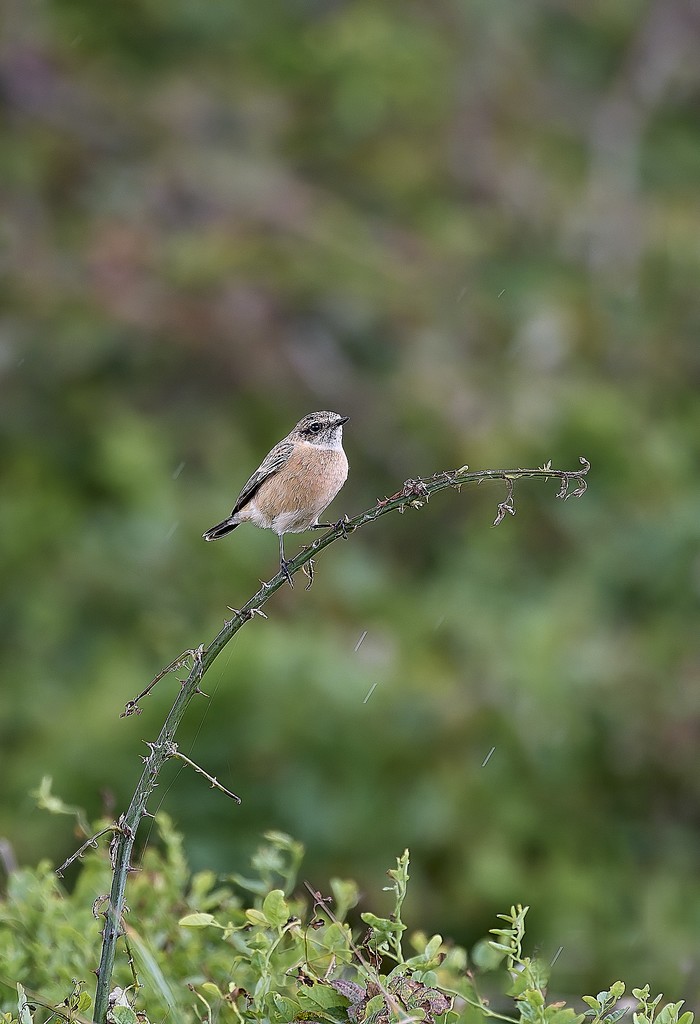 Eastern Stonechat Sp