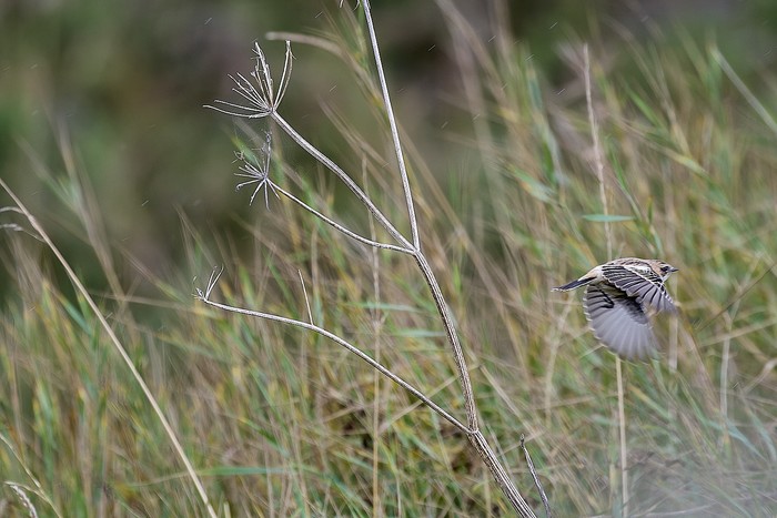 Eastern Stonechat Sp