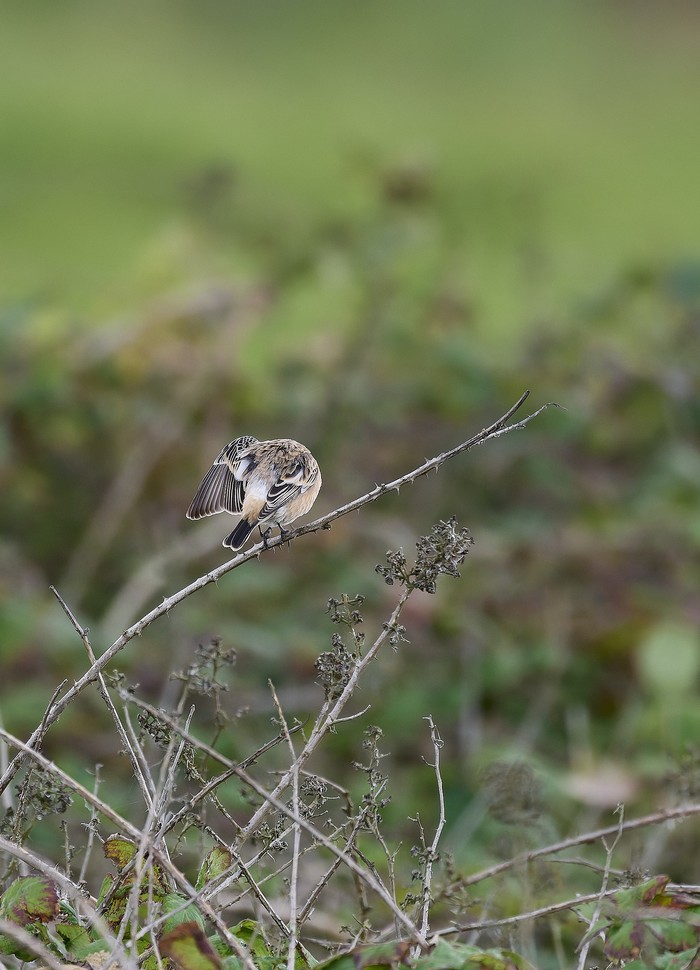 Eastern Stonechat Sp