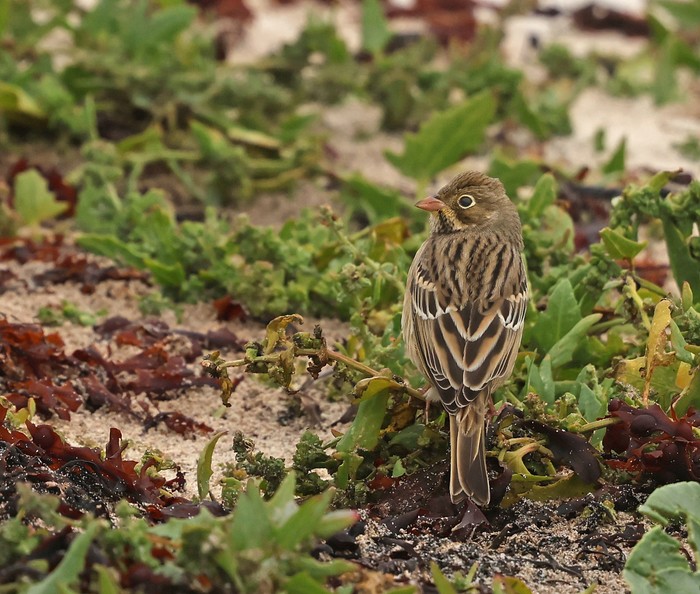 Ortolan Bunting