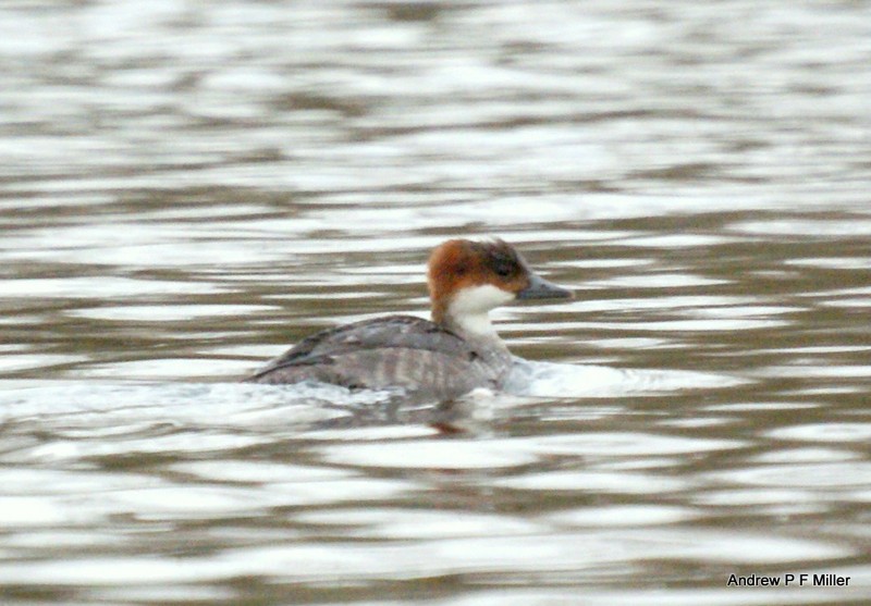 Smew
