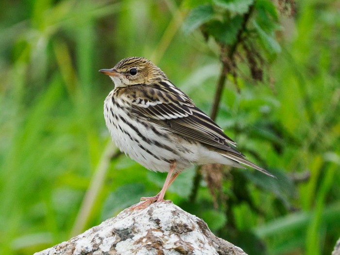 Pechora Pipit