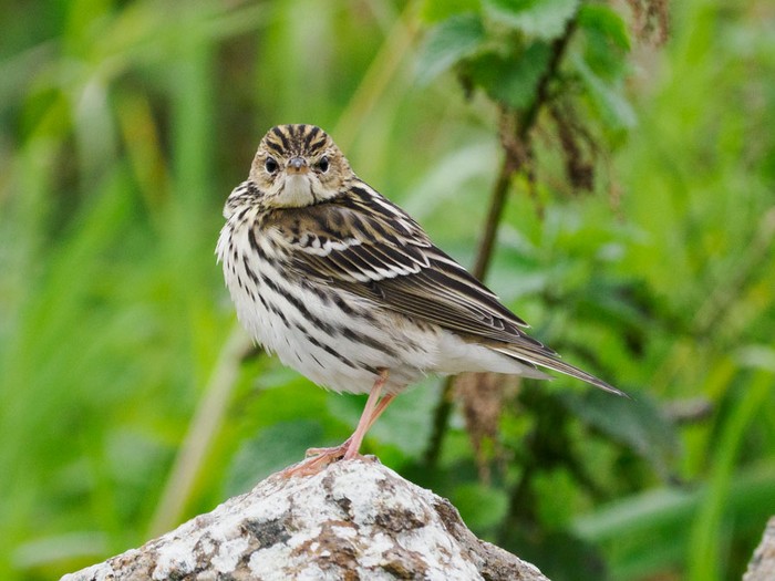 Pechora Pipit