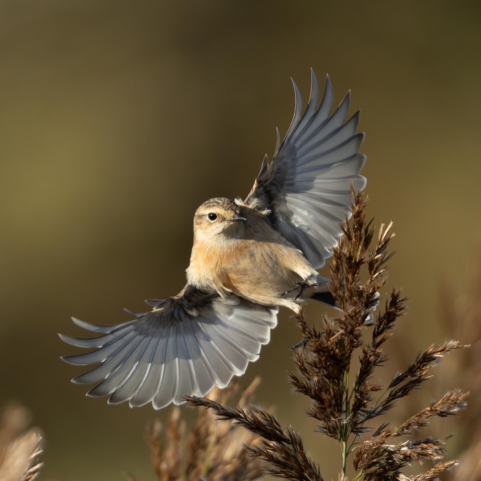 Siberian Stonechat