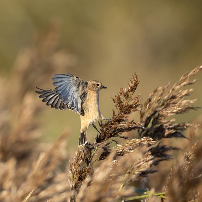 Siberian Stonechat