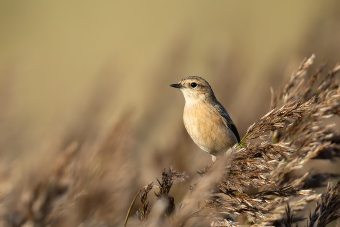 Siberian Stonechat