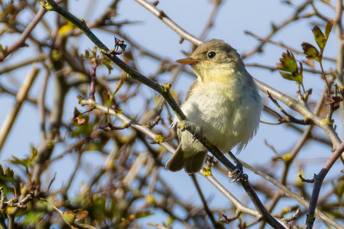 Icterine Warbler