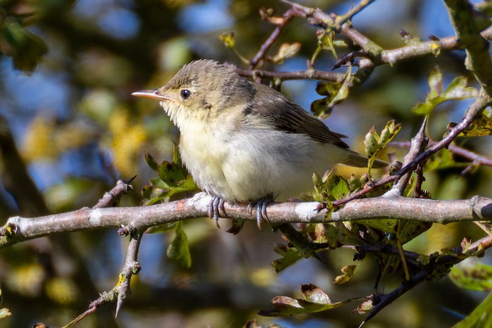 Icterine Warbler