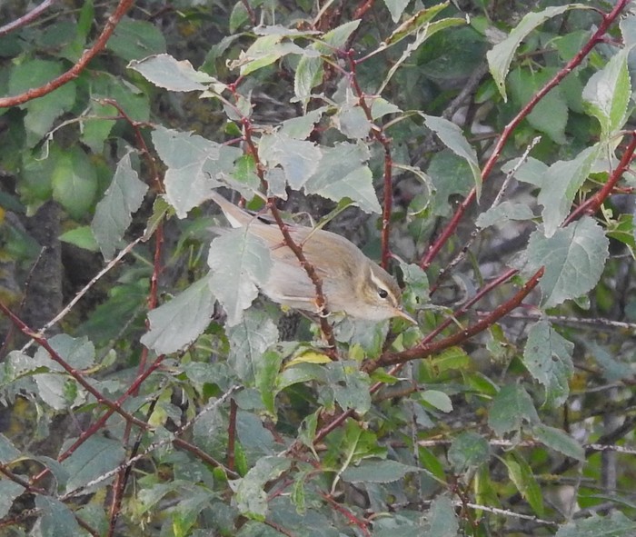 Arctic Warbler