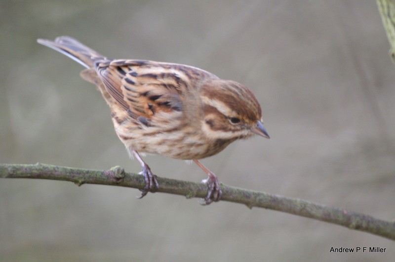 Reed Bunting