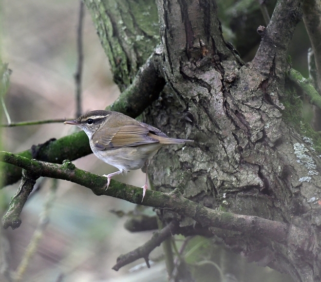 Pale-legged Leaf Warbler
