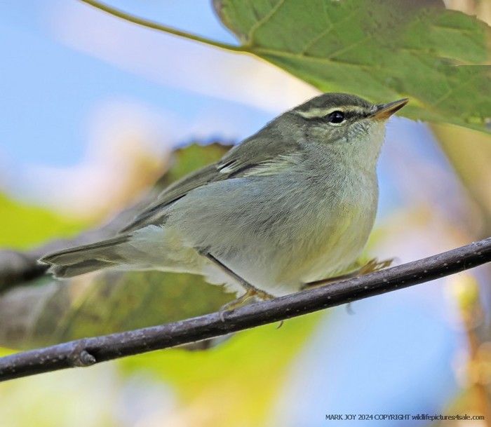 Arctic Warbler