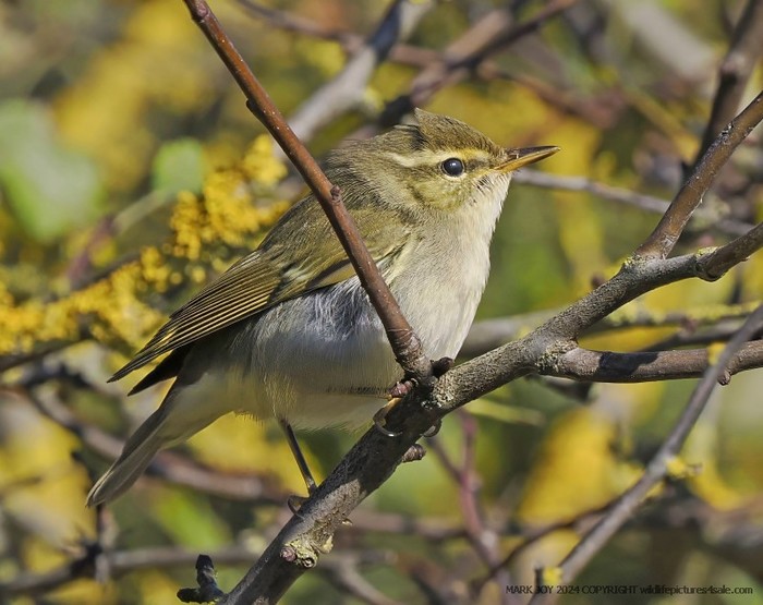 Arctic Warbler