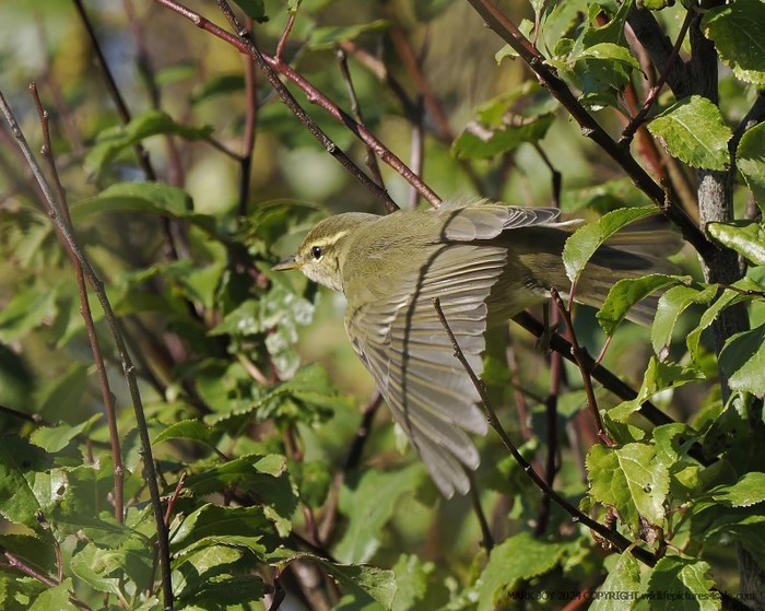 Arctic Warbler