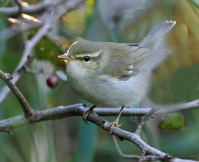 Arctic Warbler