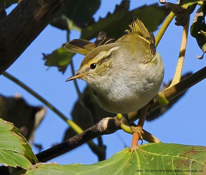 Yellow-browed Warbler