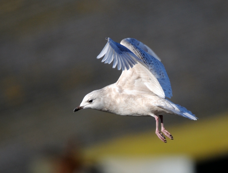 Iceland Gull