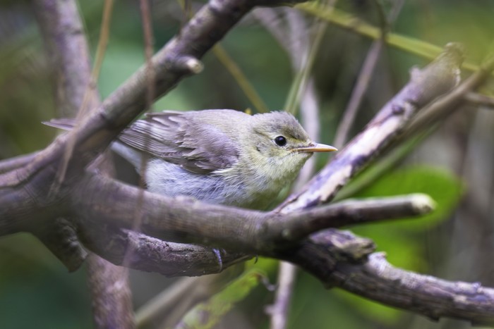 Icterine Warbler
