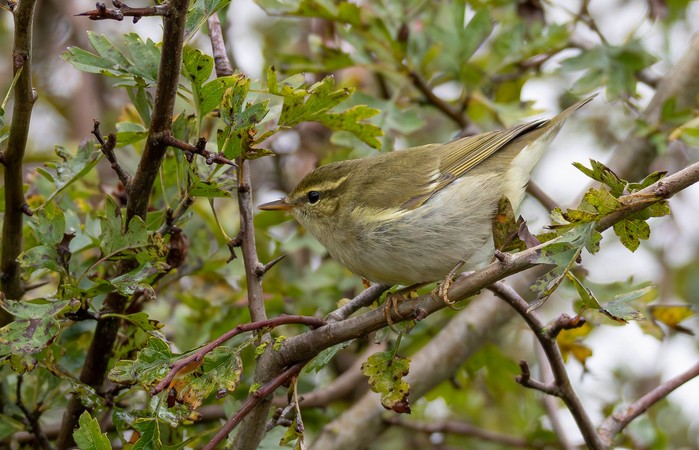 Arctic Warbler