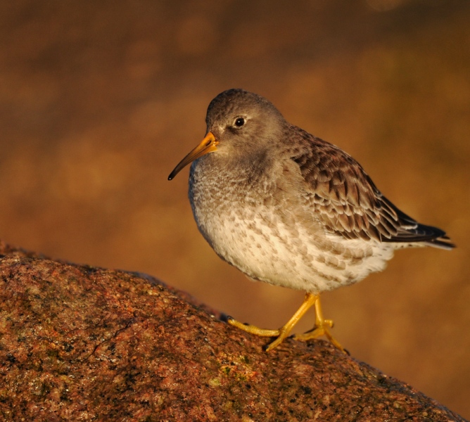 Purple Sandpiper
